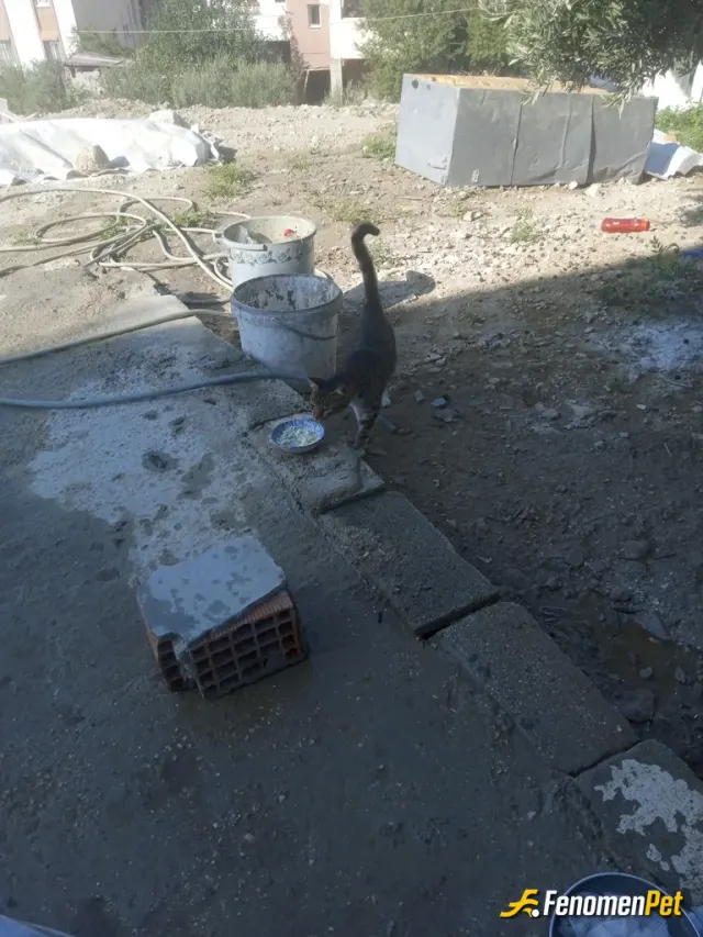 Sokak hayvanı besleme: Her sabah sütlü karamel korum çok seviyorum hayvanları 🥰♥️