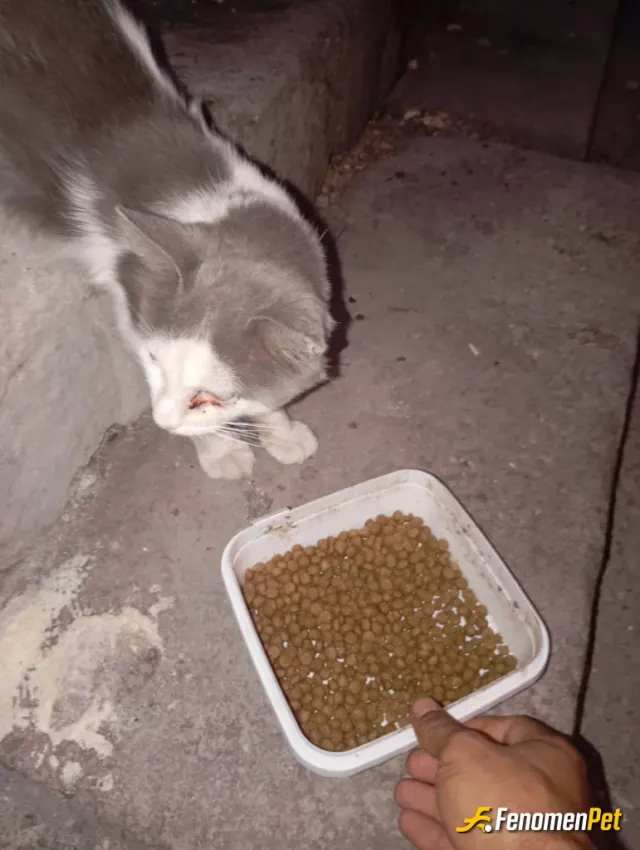 Sokak hayvanı besleme: Minik dostlarımız 🤗