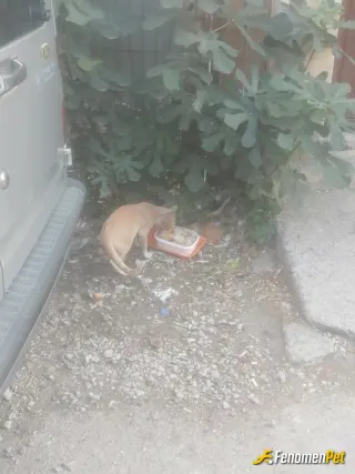 Sokak hayvanı besleme: Sokagımizin sakini