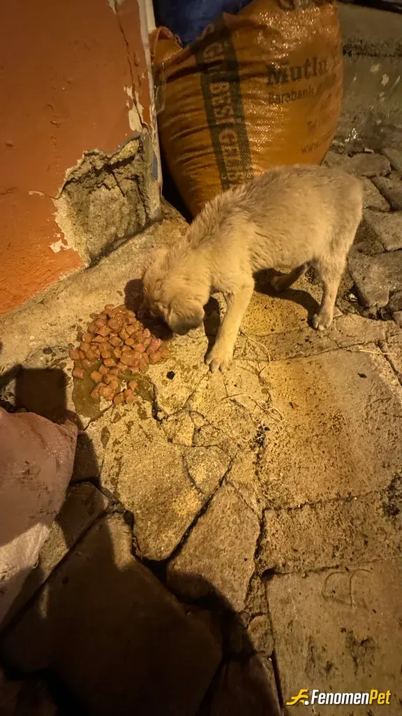 Sokak hayvanı besleme: Özellikle gidiyorum denk gelirse değil arabamdan mama eksik olmaz binlerce foto gönderebilirim