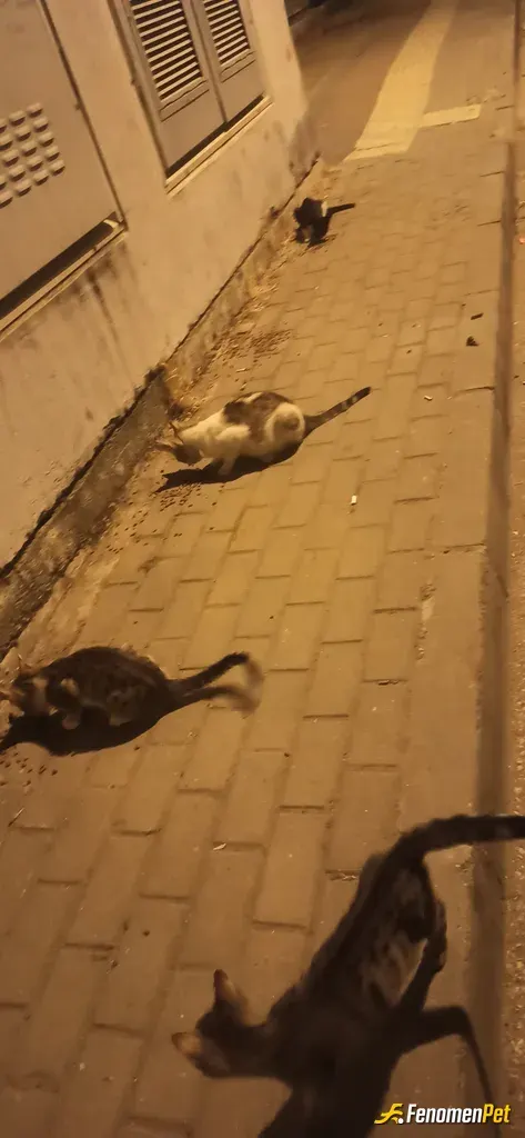 Sokak hayvanı besleme: Gerçekten tebrik ediyorum Fenomenbet i ve vesile olan herkesi iyiki varsiniz. Keşke daha fazla insan ve imkan 