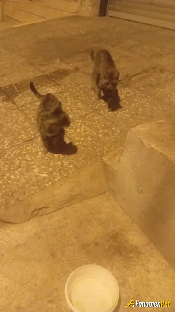 Sokak hayvanı besleme: Üç kız bir annemiz var kedilerimiz var sokakta Onlar her gün mama ile bekliyorum sizin gibi de böyle hayvan do