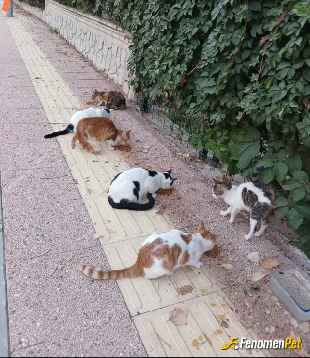 Sokak hayvanı besleme: #işe giderken kahvaltılarını verdik.. 🤍