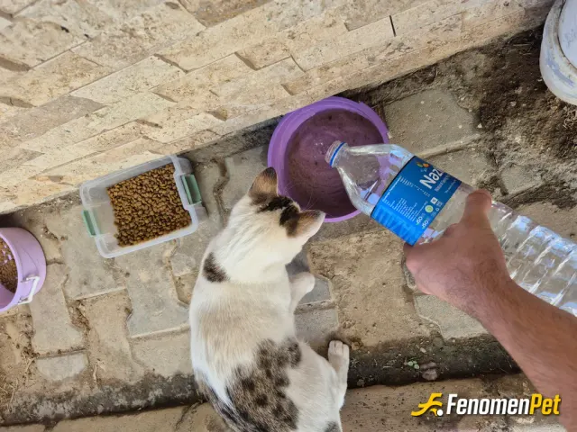 Sokak hayvanı besleme: Fenomenpet hayvan dostudur.