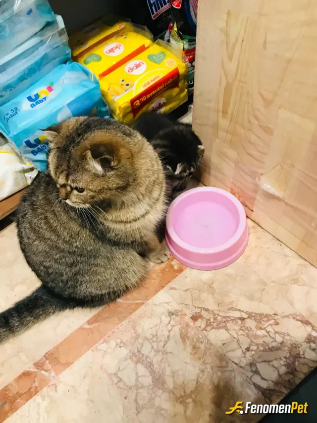 Sokak hayvanı besleme: İşyerine geliyorlardı bizde su kabı koyduk yemek te diğer tarafta :)
