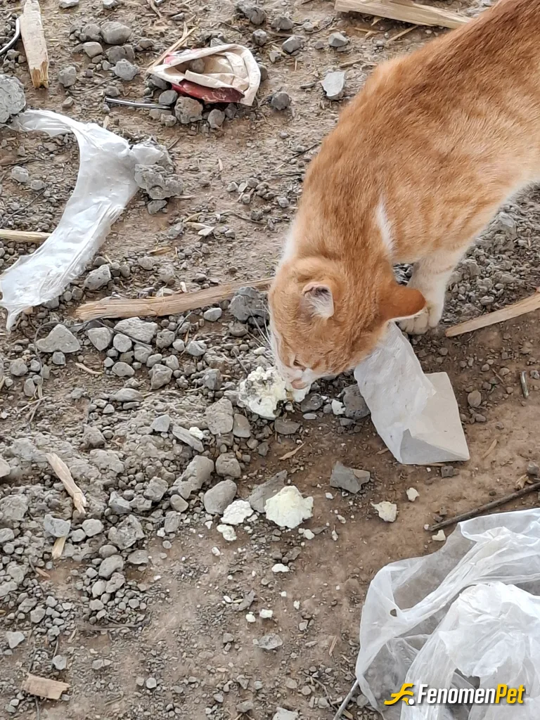 Sokak hayvanı besleme: İnşaat ta sokak kedisi vardı peynirle besledim