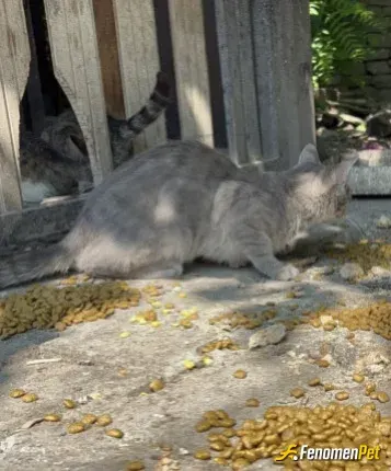 Sokak hayvanı besleme: ❤️