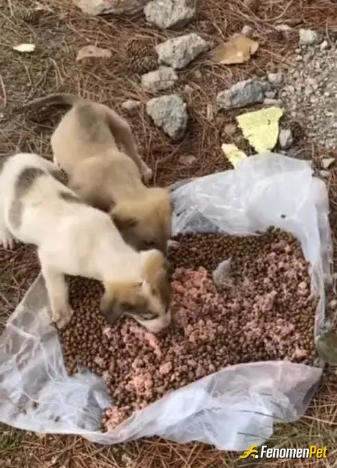 Sokak hayvanı besleme: Piknik yerlerine gittigimde veya mahalle aralarına mama ve su bırakıyorum. Gücüm yetmediği yerde ev yemekler