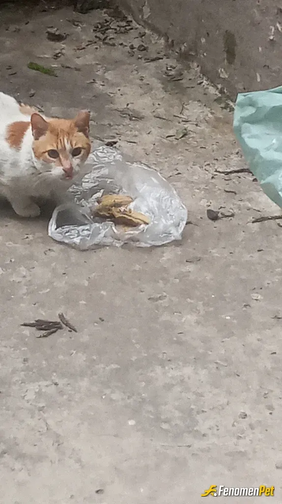 Sokak hayvanı besleme: Canlarım benim