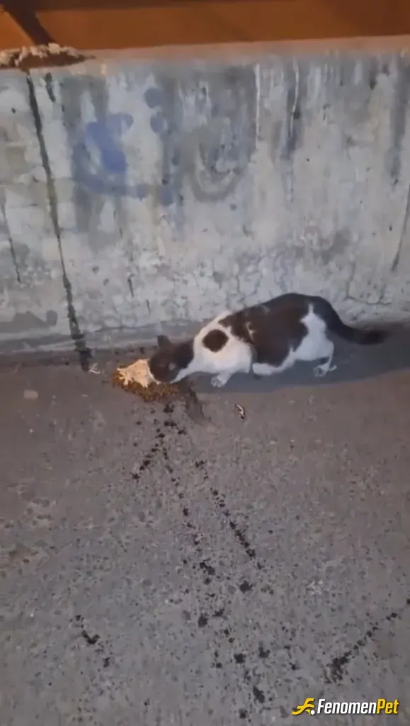 Sokak hayvanı besleme: İstanbul büyükşehir belediyesi pendik