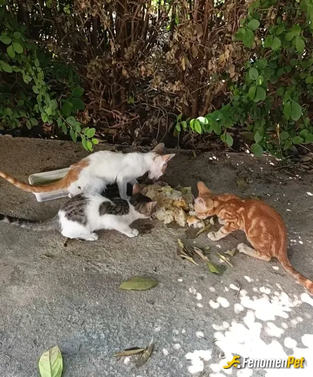 Sokak hayvanı besleme: hayvanlarimizi besliyelim ve koruyalim onlar dilsiz bir  varlikdir ❤️