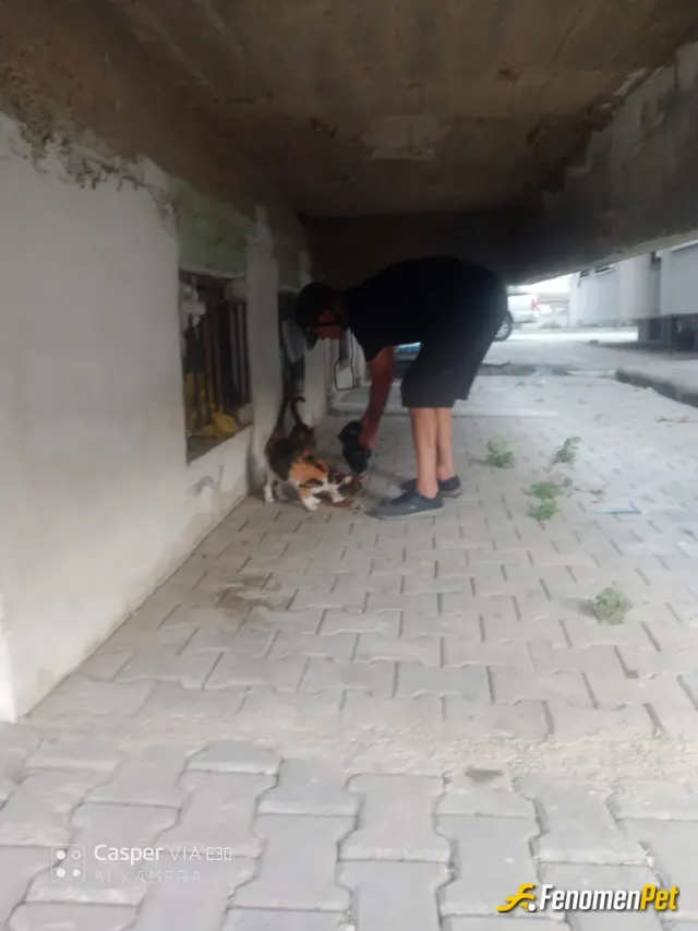 Sokak hayvanı besleme: Her gün aşağı indiğimde mutlaka apartman önündeki kedilere mama larini veririm vicdanen rahatım