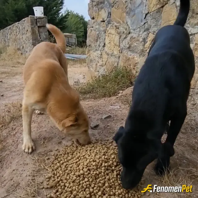 Sokak hayvanı besleme: Fındık evimizde her zaman kedi kopek maması bulunur bugünkü misafırlerımızde bu iki güzellikdi her zaman gelir