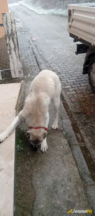 Sokak hayvanı besleme: Sevimli dostumuz fil gibi anında yutuyor 🤣