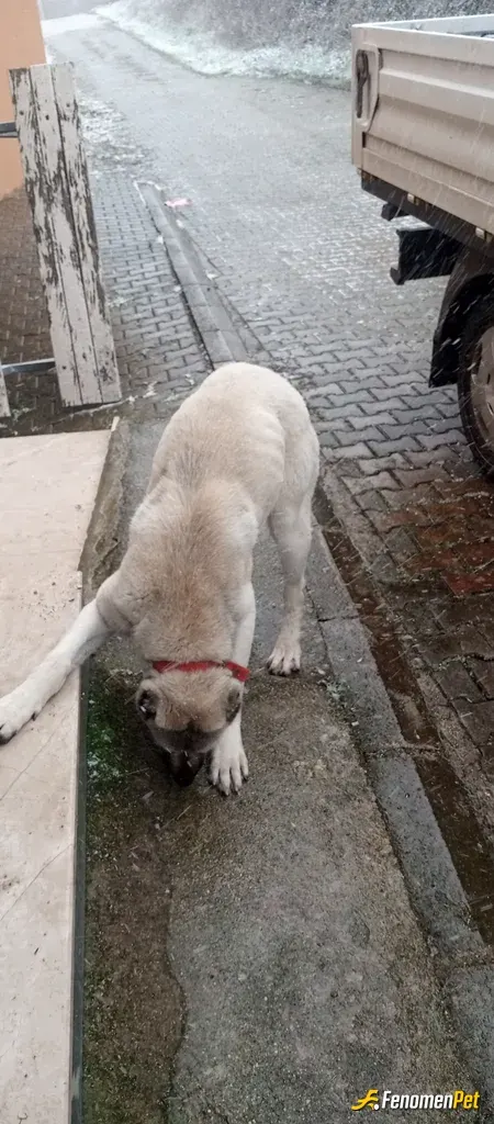 Sokak hayvanı besleme: Sevimli dostumuz fil gibi anında yutuyor 🤣