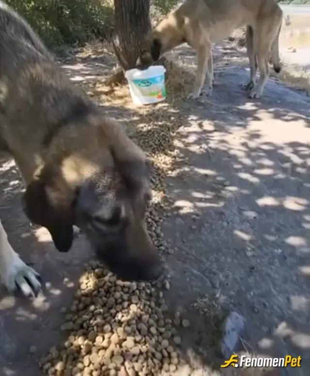 Sokak hayvanı besleme: .