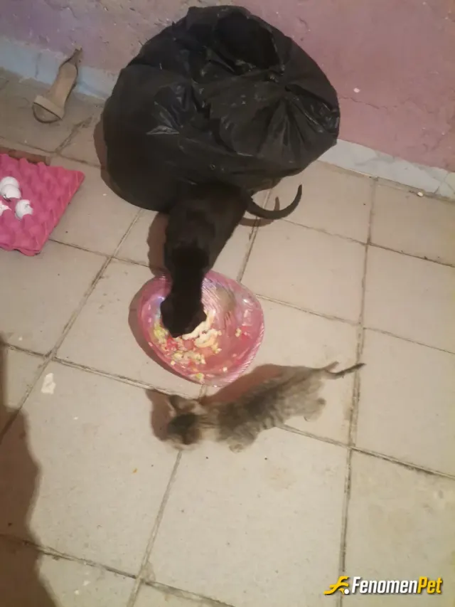 Sokak hayvanı besleme: Evime 3 tane kedi getirip sokaktan ve hergün düzenli besliyorum