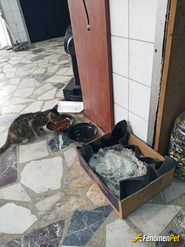 Sokak hayvanı besleme: Sokak hayvanlarını besleyelim..
