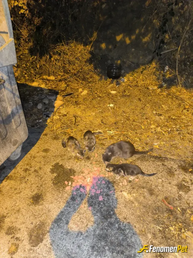 Sokak hayvanı besleme: #fenomenpet-gece kedileri yedirme başarılı.
