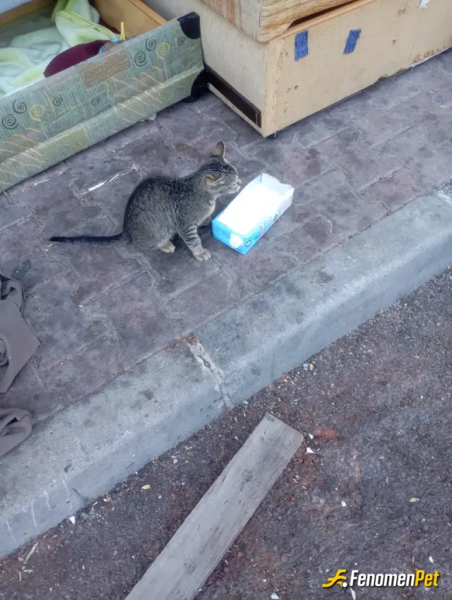 Sokak hayvanı besleme: Sizleri tebrik ediyorum