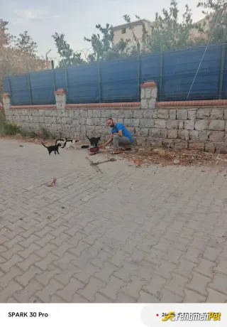 Sokak hayvanı besleme: Hergun evdeki kalan yemekleri versek yine doyar bu hayvanlar