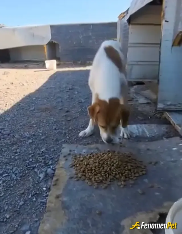 Sokak hayvanı besleme: Sokakta gezen köpeği fabrika bahçesine alıp besledim