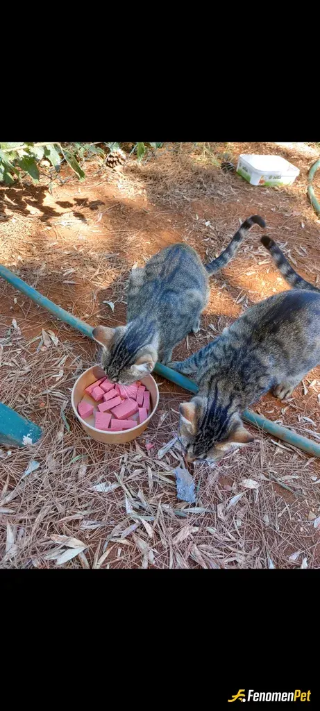 Sokak hayvanı besleme: Hayvanlar allahın sessiz kullarıdır.