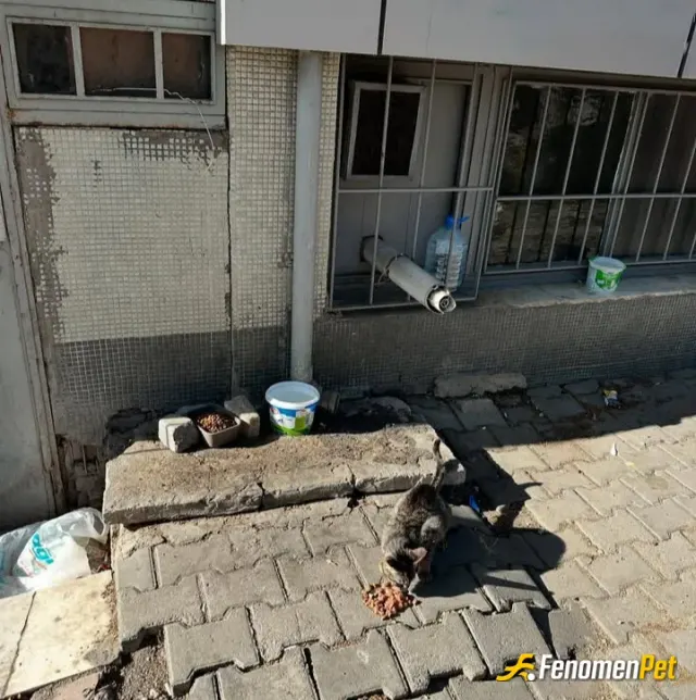 Sokak hayvanı besleme: Biraz kedi maması aldım hem sevap işledim hemde sitenizi deneyimlemk istedim bir taşta iki kuş djdjj