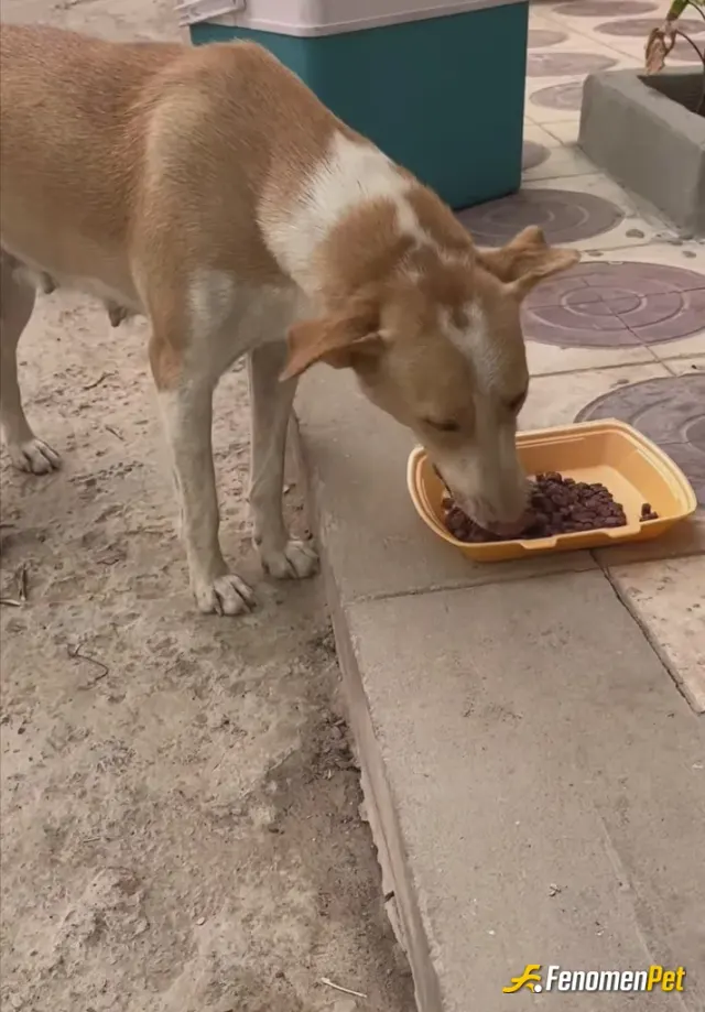 Sokak hayvanı besleme: Onlarda canlı bir kap yemek çok değil