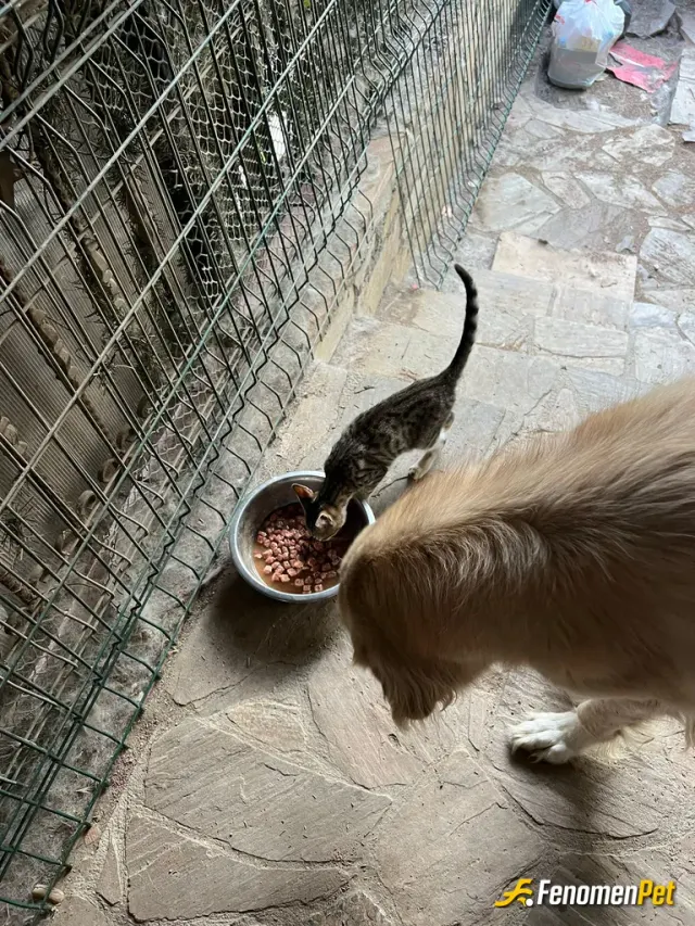 Sokak hayvanı besleme: Sokakta baktığımız kedi ve köpekleri sabah ve akşam beslemeye elimizden geldiğince çalışıyoruz