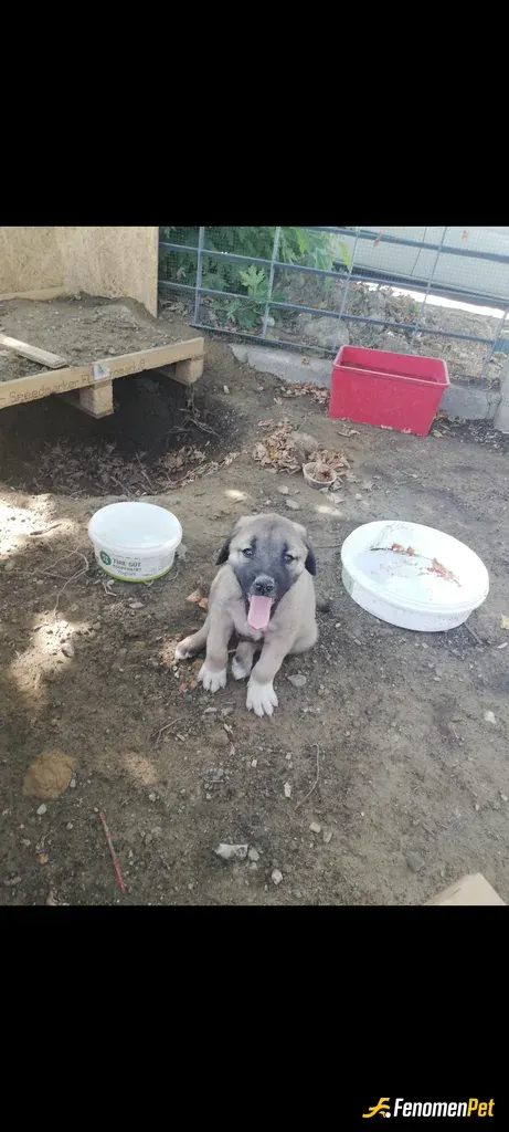 Sokak hayvanı besleme: Karnımızı doyurduk şimdi uyumaya gidebiliriz 😊