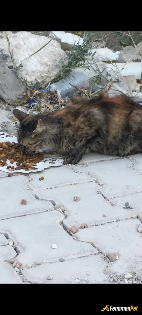 Sokak hayvanı besleme: Hatay deprem bölgesindeyiz deprem sonrası kedi köpekler için belirli alanlara toplu mama ve şu koymaya devam e