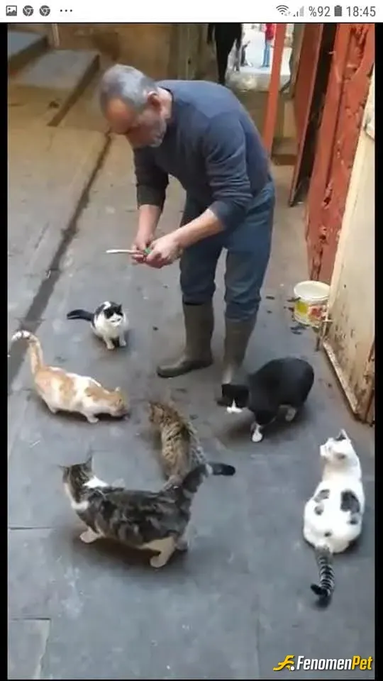 Sokak hayvanı besleme: Her gün ellerimle besliyorum canlarım benim