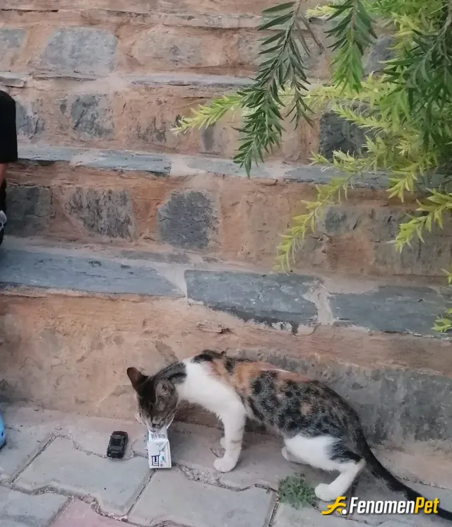 Sokak hayvanı besleme: Onlara süt ikram ettim
