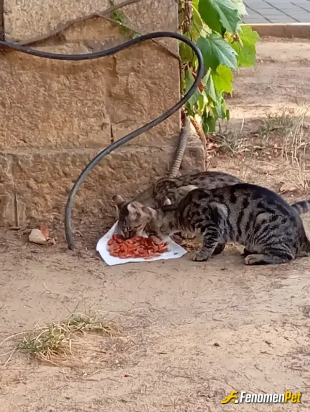 Sokak hayvanı besleme: Yaş mama yoktu barbunyayla idare ediyoruz :D