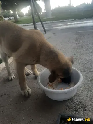 Sokak hayvanı besleme: Besliyorum su veriyorum