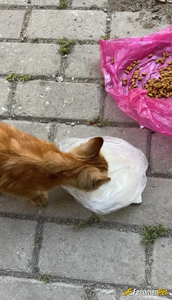 Sokak hayvanı besleme: #Fenomenpet #Küçükpatiler