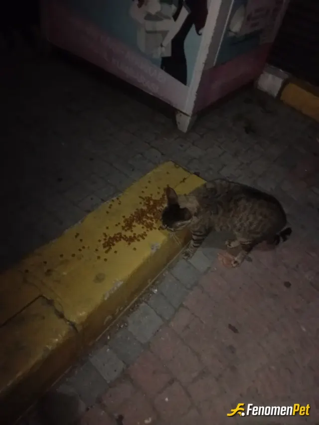 Sokak hayvanı besleme: Onlar bizim canımız, Allahın dilsiz kulları <3