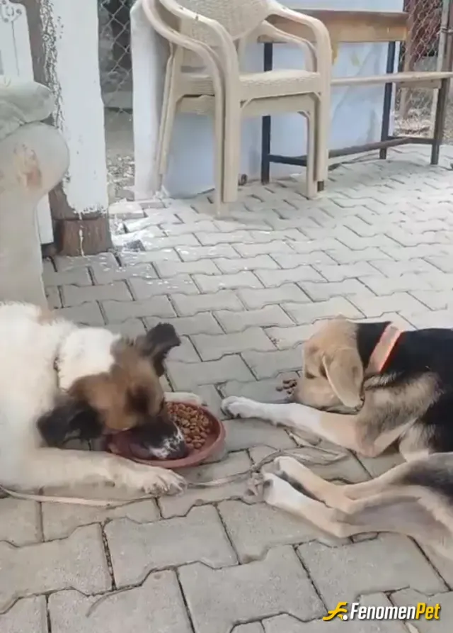 Sokak hayvanı besleme: Her zaman böyle gidip onlar için mama alırım
Çocuklarımı aynı şey öğretim artık onlar benden önce her iki gü