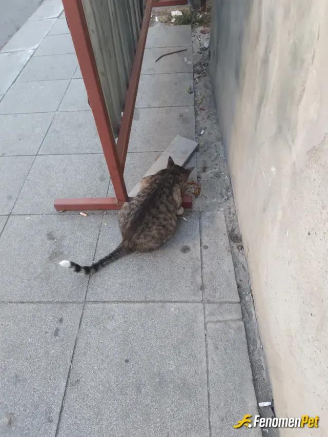 Sokak hayvanı besleme: 18 tl 1 mama