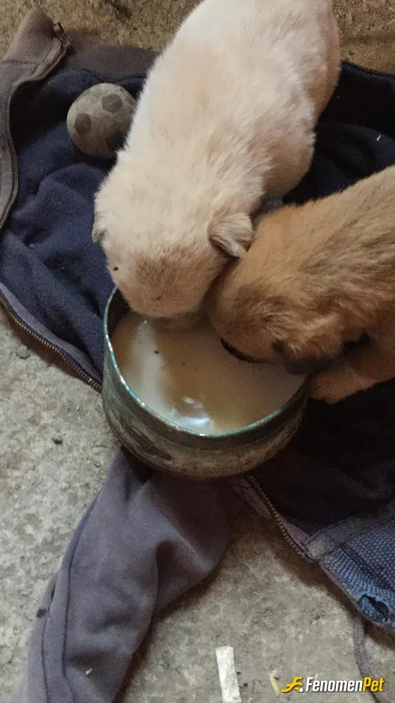Sokak hayvanı besleme: Yemek verdim