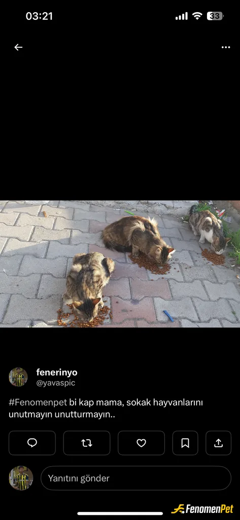 Sokak hayvanı besleme: Açıkçası işe giderken her sabah poşetlerin içine mama koyup paylaştırıyorum.