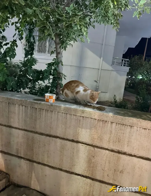 Sokak hayvanı besleme: Rabbimin Lütfü dur Bana Yokluğunun bolluğu 🐱
#Fenomenpet
#Bursa
#Kedicik
#Pufii