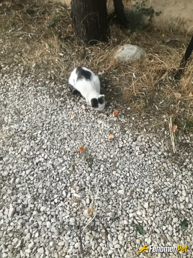 Sokak hayvanı besleme: Kendi kedimi kendi ellerimle yaptığım peynirli poğaça ile besledim.
