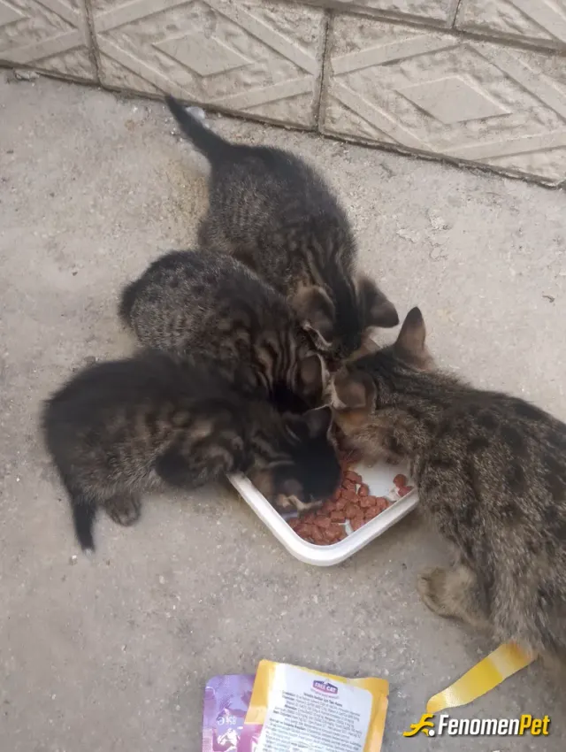 Sokak hayvanı besleme: #Fenomenpet sokakta gördüğüm hayvanlardn bir kaçı bunlar daha çoook var