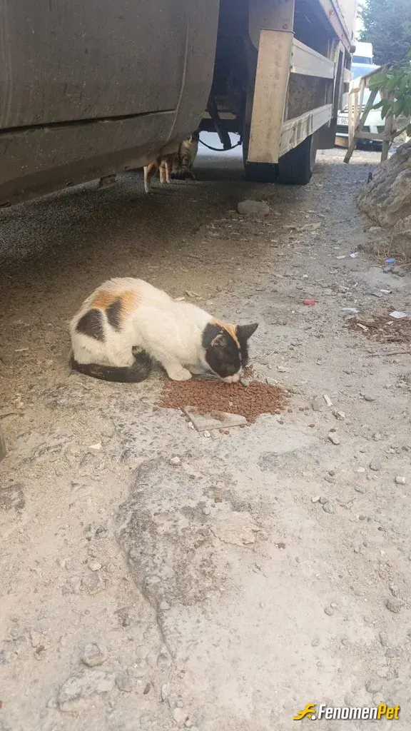 Sokak hayvanı besleme: arka bahcemizdeki dostumuzu beslerken