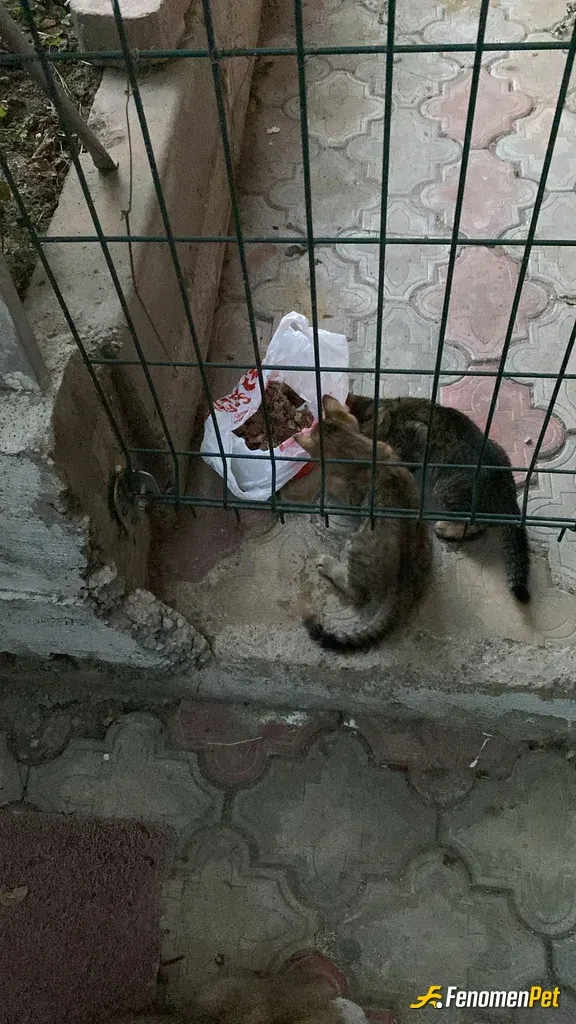 Sokak hayvanı besleme: Sokak hayvanlarınında yemeğe ihtiyacı vardır