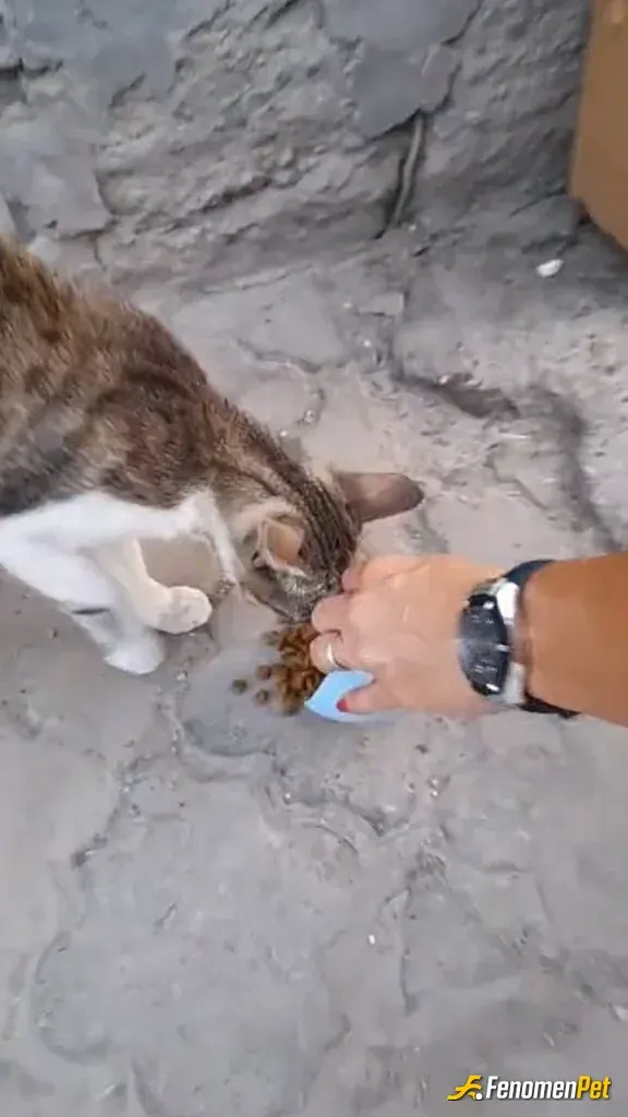 Sokak hayvanı besleme: Mahallemizin müdavimi 🤍