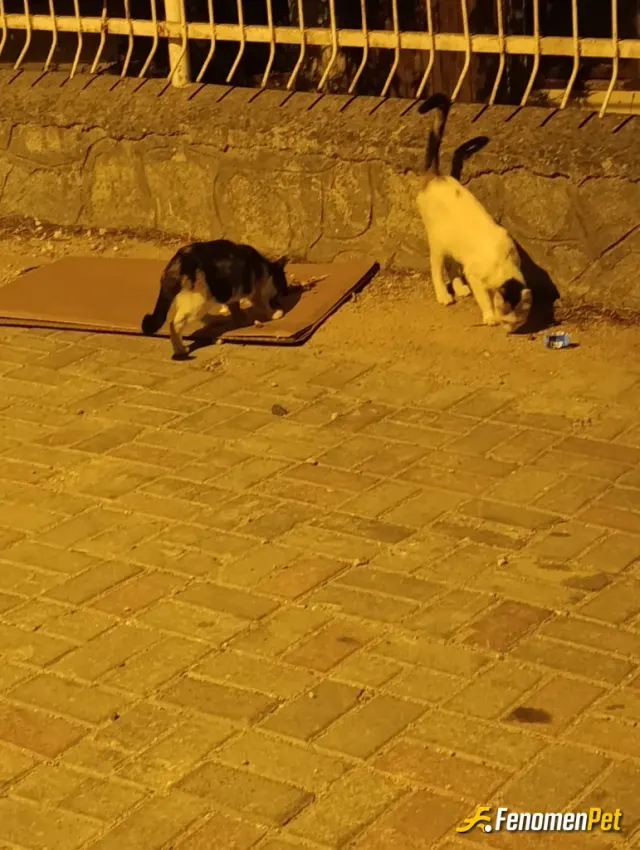 Sokak hayvanı besleme: Mangal yaptık et verdim