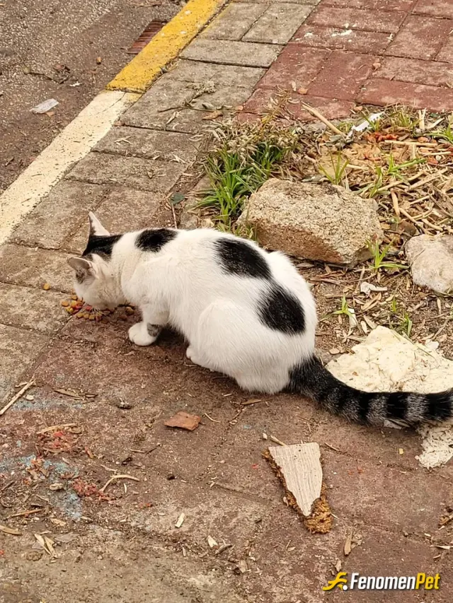 Sokak hayvanı besleme: can'larimiza sahip çıkalım 🌸